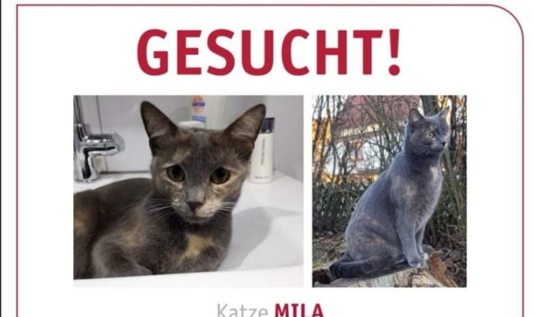 Mila 2020 vermist