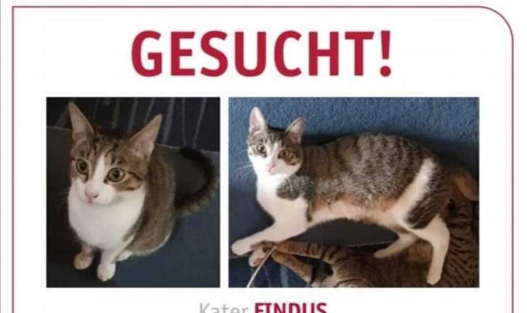 Findus 2021 vermisst